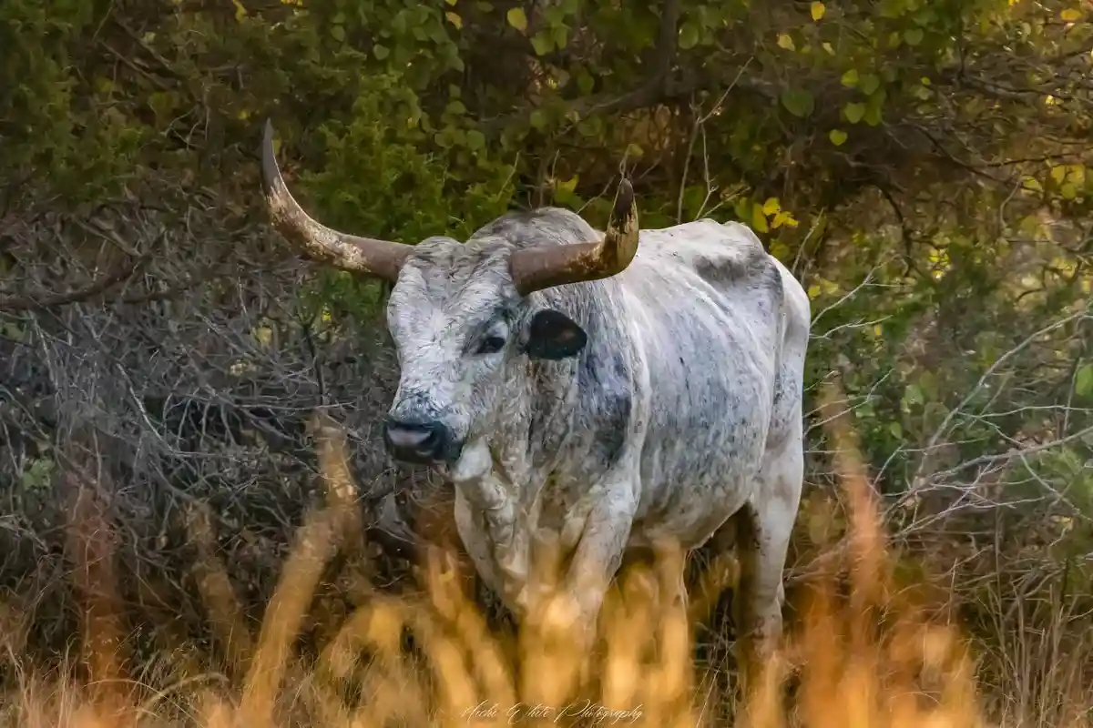 A large, white longhorn bull with prominent curved horns stands in a field of tall, golden grass, surrounded by dense green…