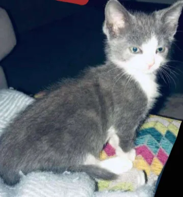 A small gray and white kitten with bright blue eyes sits on a colorful striped blanket inside a vehicle. The kitten looks…