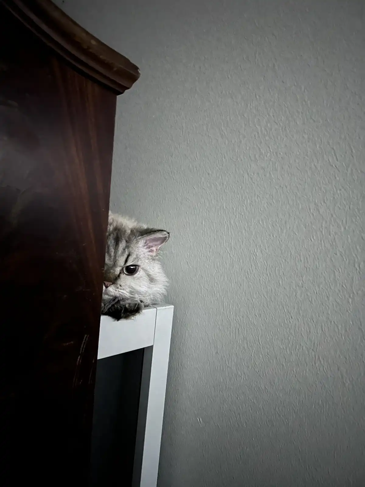 A fluffy silver tabby cat peeks out from behind a dark wooden piece of furniture, perched on a white shelf against a…