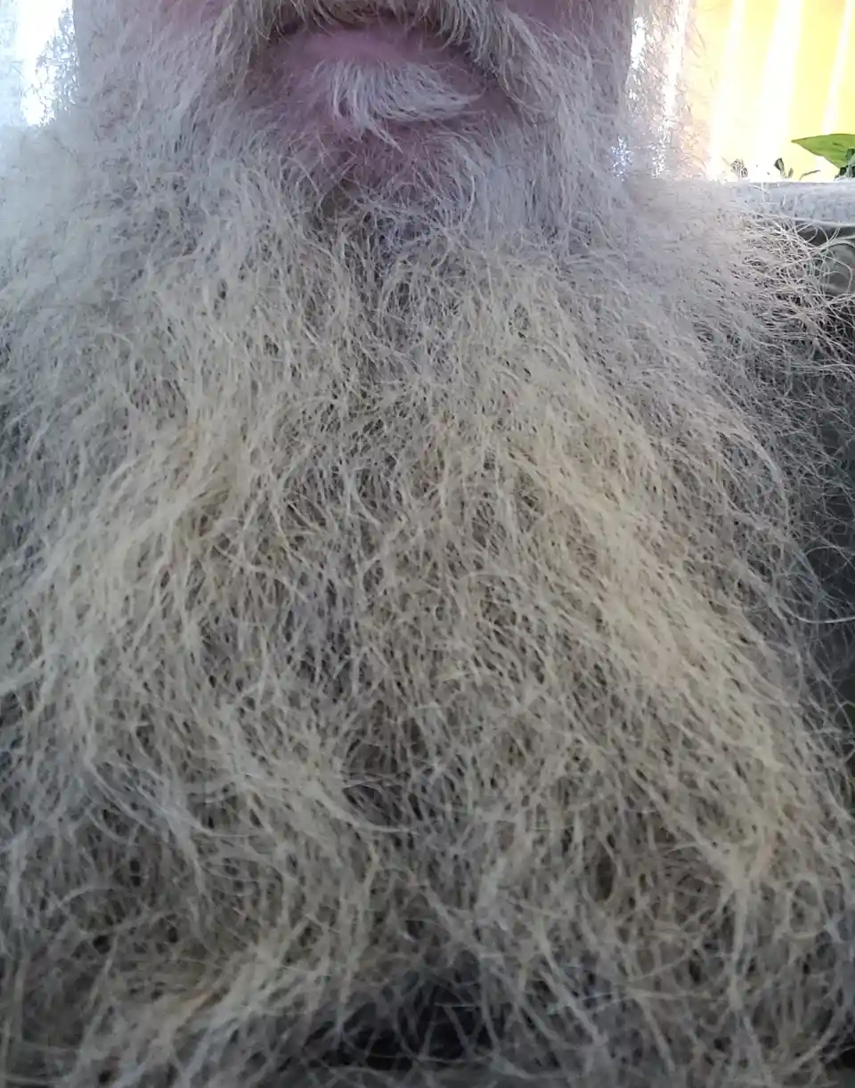 A close-up photo shows a very long, thick, and wild white beard covering most of the frame, with only the lower part of the…