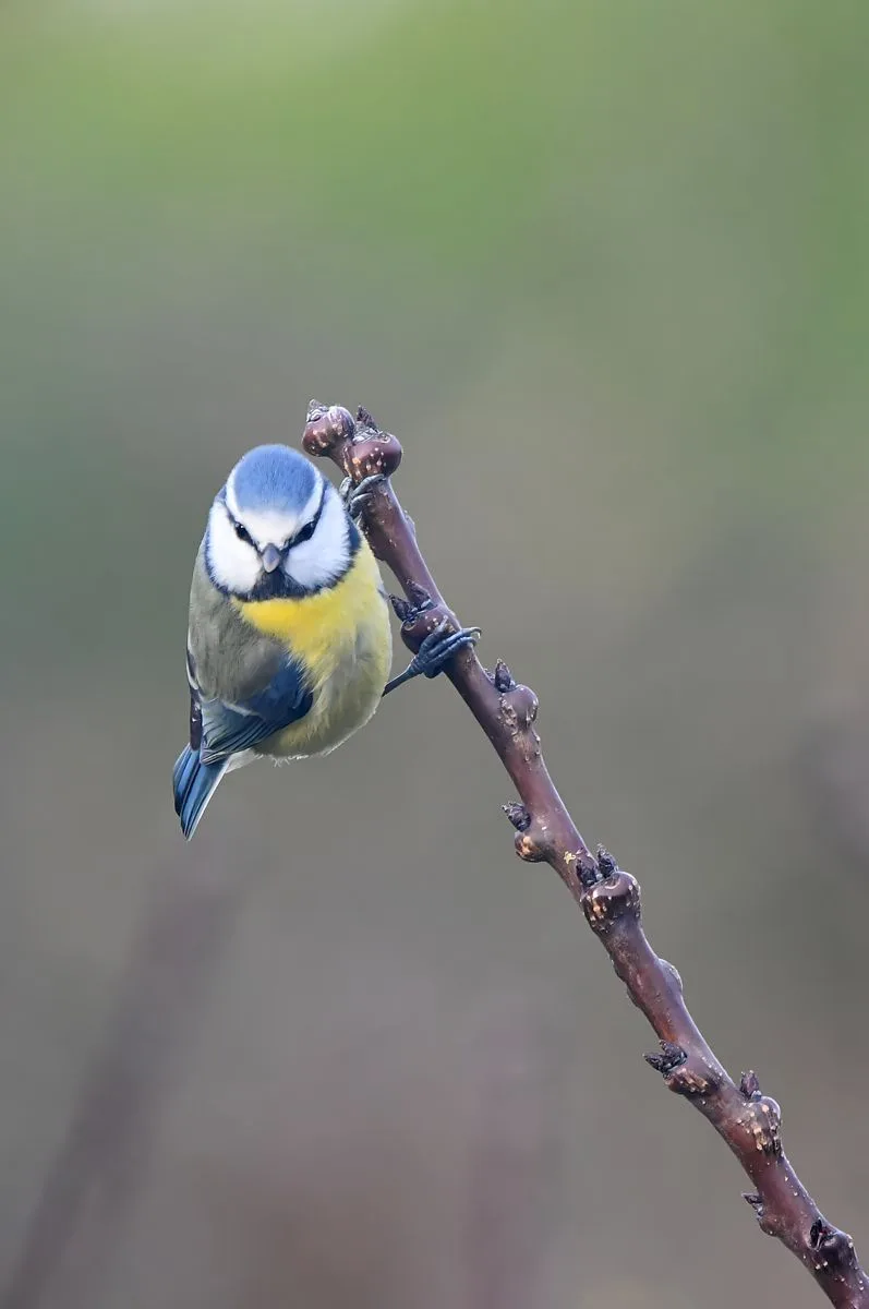A blue tit bird perched on a bare twig with a stern, unamused facial expression, overlaid with the text 'i'm not arguing…