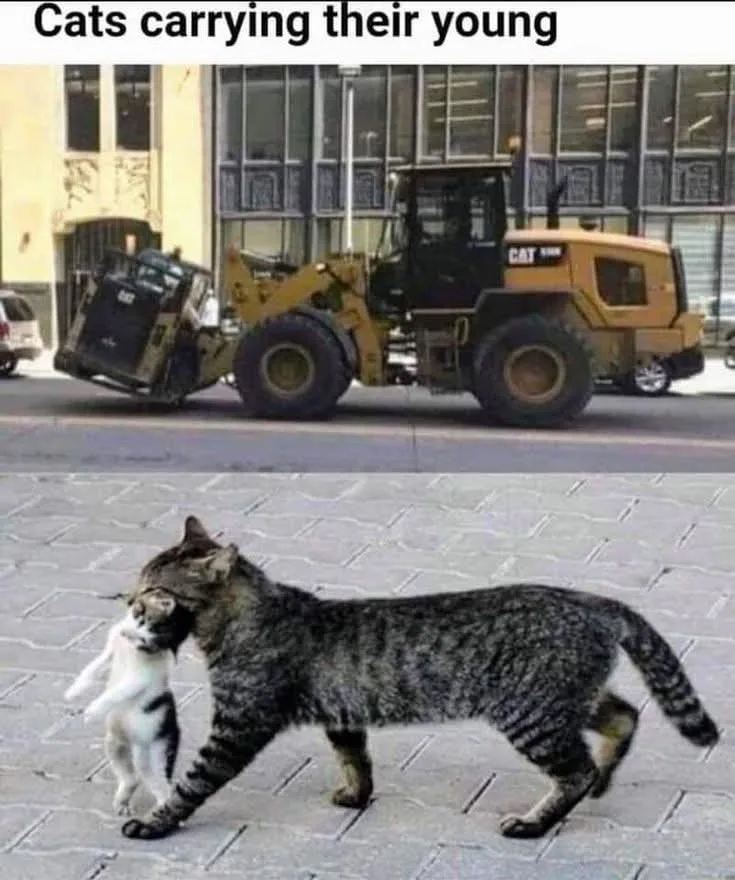 The top panel shows a yellow CAT brand construction loader overturned on a city street, while the bottom panel shows a tabby…