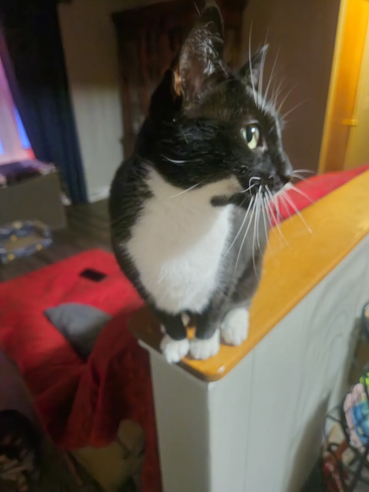A black and white cat with a white chest and paws is perched on the wooden top of a white cabinet, looking off to the side…