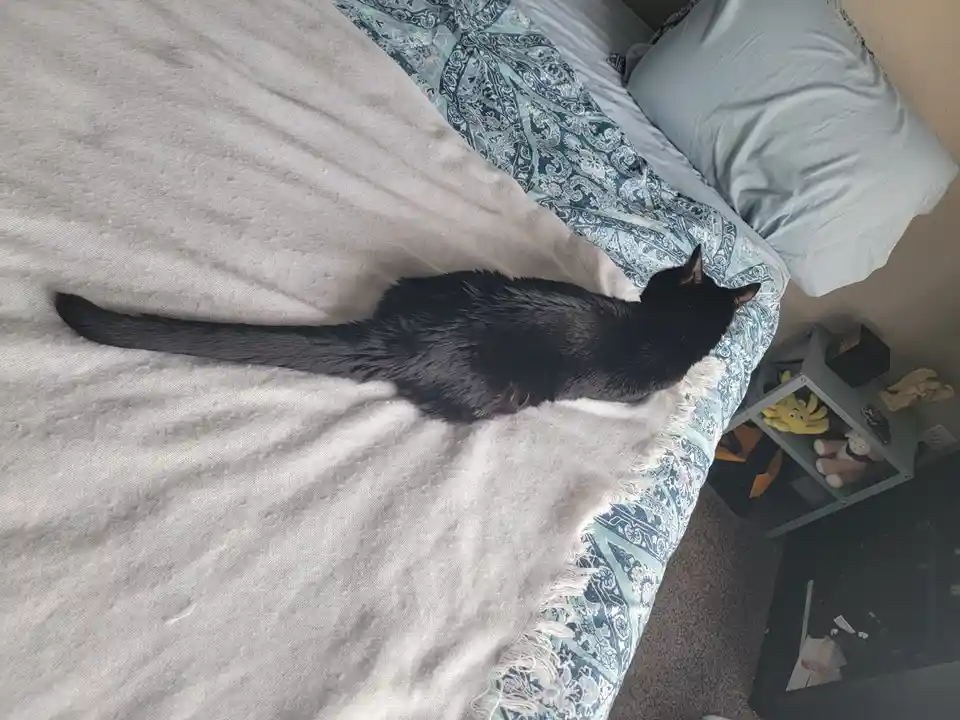 A black cat is lying stretched out on a bed covered with a light gray blanket and a blue patterned duvet. The cat is…