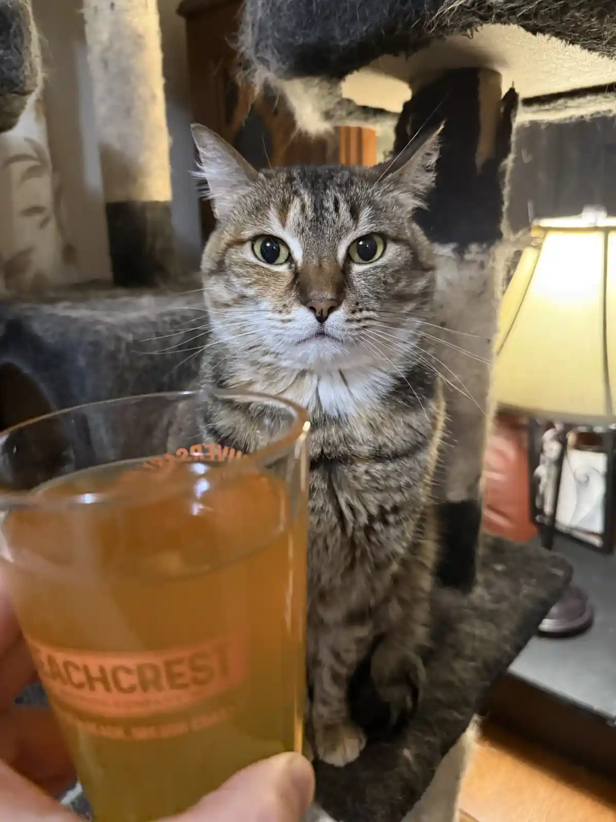A tabby cat with wide, unimpressed eyes sits on a cat tree, staring intently at a beer glass held by a human hand in the…