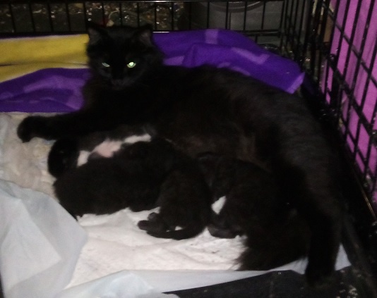 A black cat with glowing green eyes lies in a cage on a white towel, surrounded by several small black kittens nursing. The…