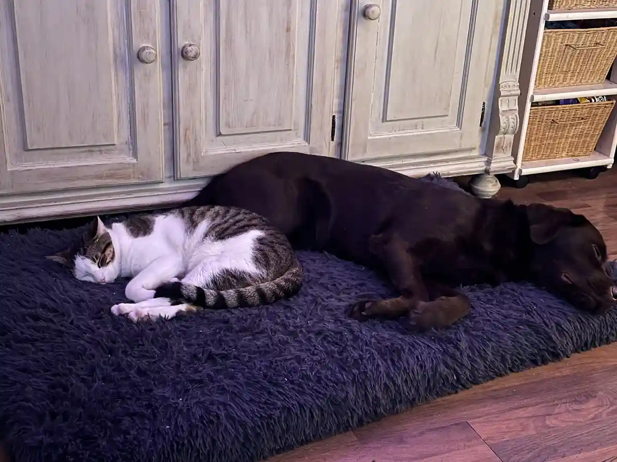 Unbreakable Bonds: The Best of Friends