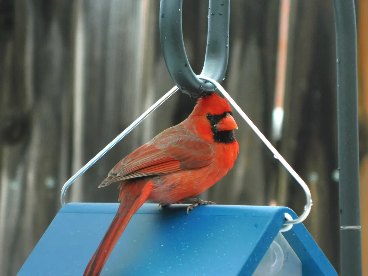 A bright red male cardinal perches on the blue roof of a bird feeder, its head tilted upward as if looking at the metal hook…