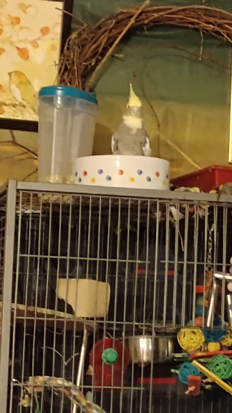A cockatiel perches atop a colorful polka-dotted bowl on top of a birdcage, with a clear container and decorative wreath in…
