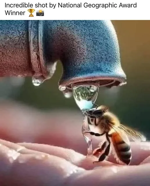 A macro photograph shows a bee positioned beneath a dripping faucet, with a large water droplet suspended between them. The…