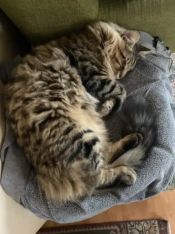 A fluffy tabby cat with brown and black stripes is curled up sleeping soundly on a grey textured blanket draped over a green…