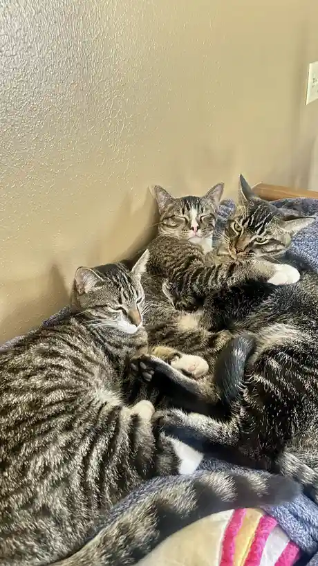 Three tabby cats are snuggled together on a blanket against a beige wall, appearing very relaxed. One cat in the foreground…