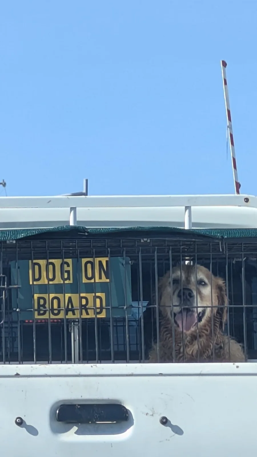 A golden retriever with its tongue out peers happily from inside a metal pet carrier mounted on the back of a white vehicle…