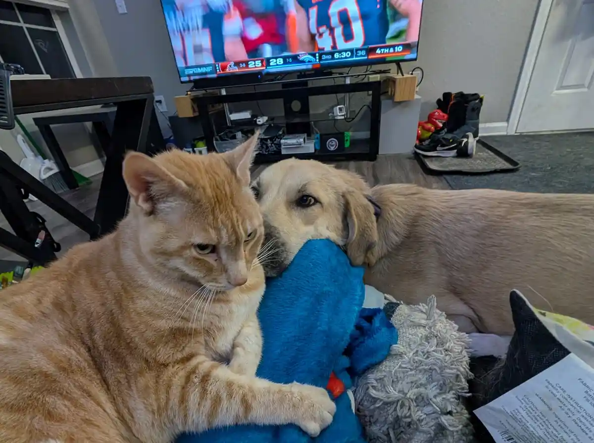 An orange tabby cat with a disdainful expression sits next to a light-colored dog that is nuzzling a blue plush toy. The…