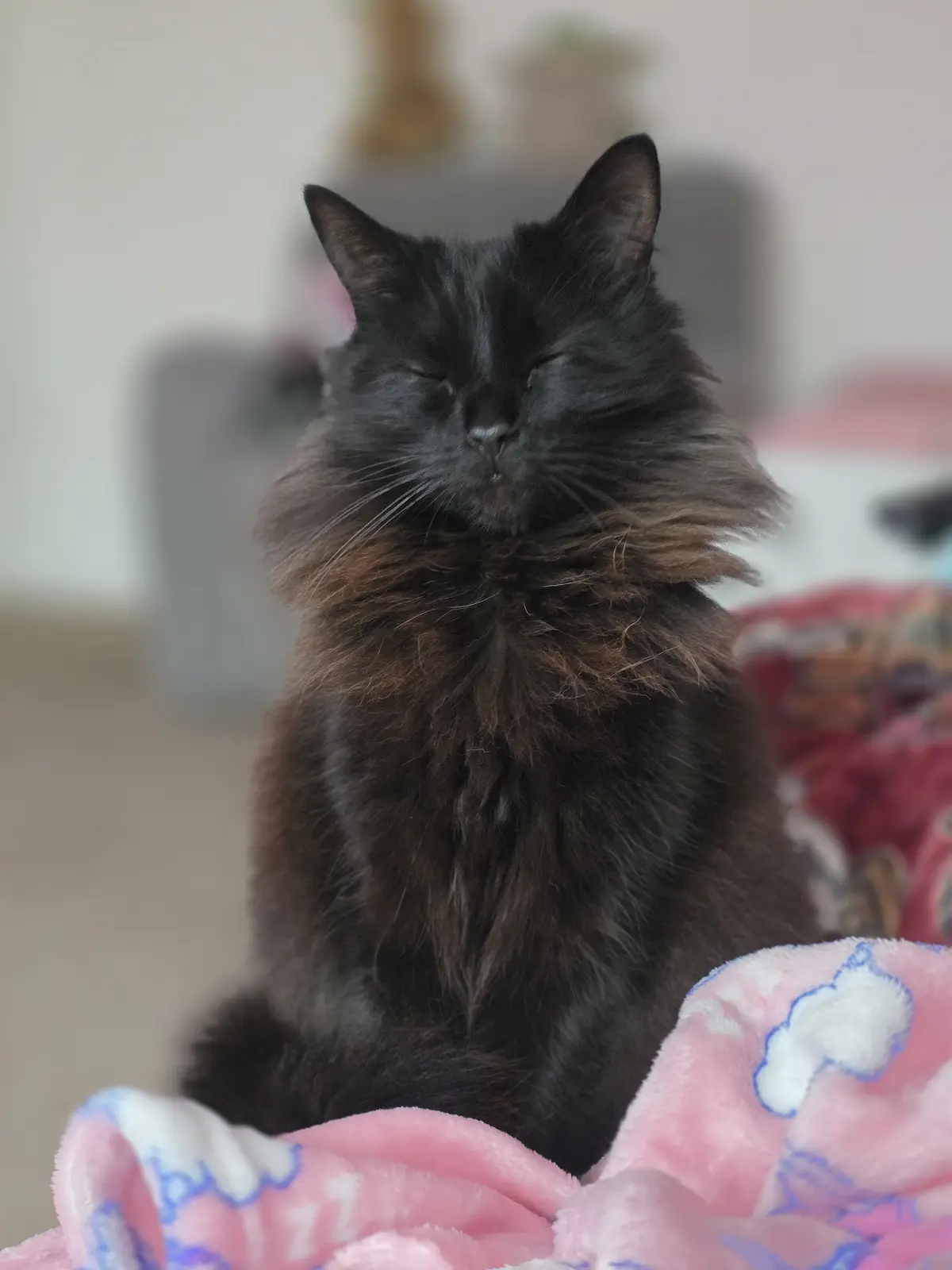 A fluffy black cat with closed eyes sits serenely on a pink blanket with white cloud patterns, appearing deeply relaxed or…