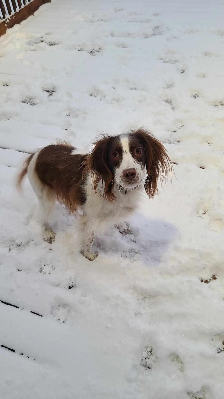 A brown and white dog with long floppy ears stands in deep snow, looking directly at the camera with snow on its nose and…