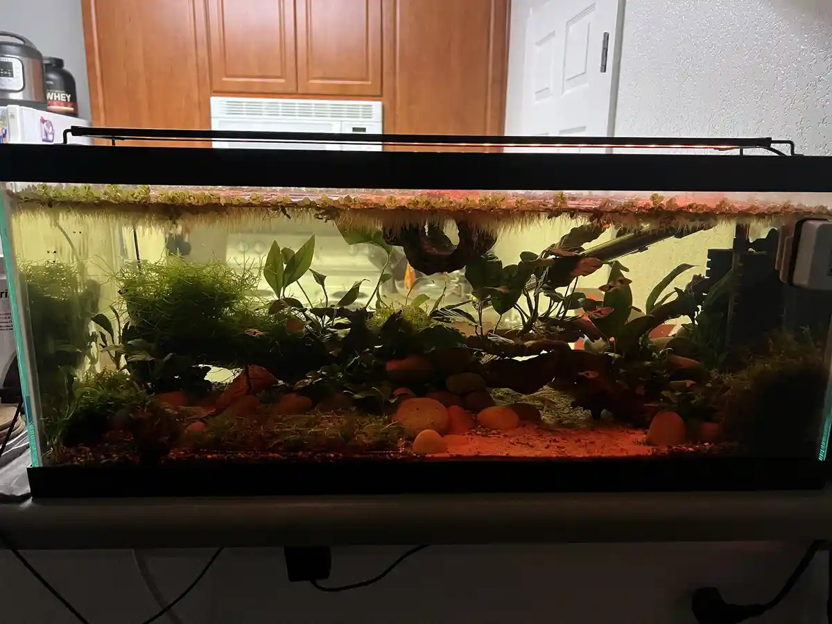 A long, rectangular aquarium filled with lush green plants, decorative rocks, and moss, illuminated by a red light from…