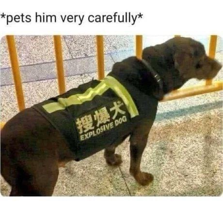 A black dog wearing a black vest with yellow reflective stripes and Chinese characters '搜爆犬' and English text 'EXPLOSIVE…