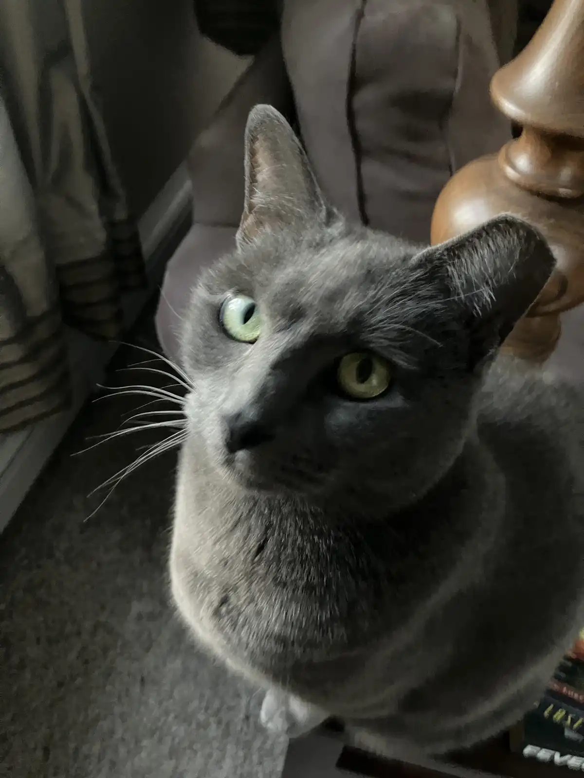 A close-up photo of a gray cat with striking green eyes looking up at the camera, one ear slightly tilted, sitting on a…