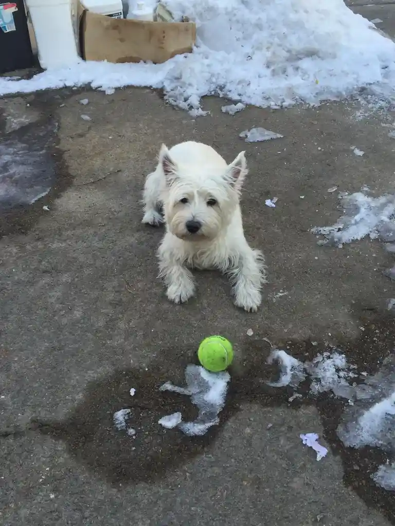A small white West Highland Terrier lies on a snowy, icy sidewalk, looking directly at the camera with a tennis ball resting…