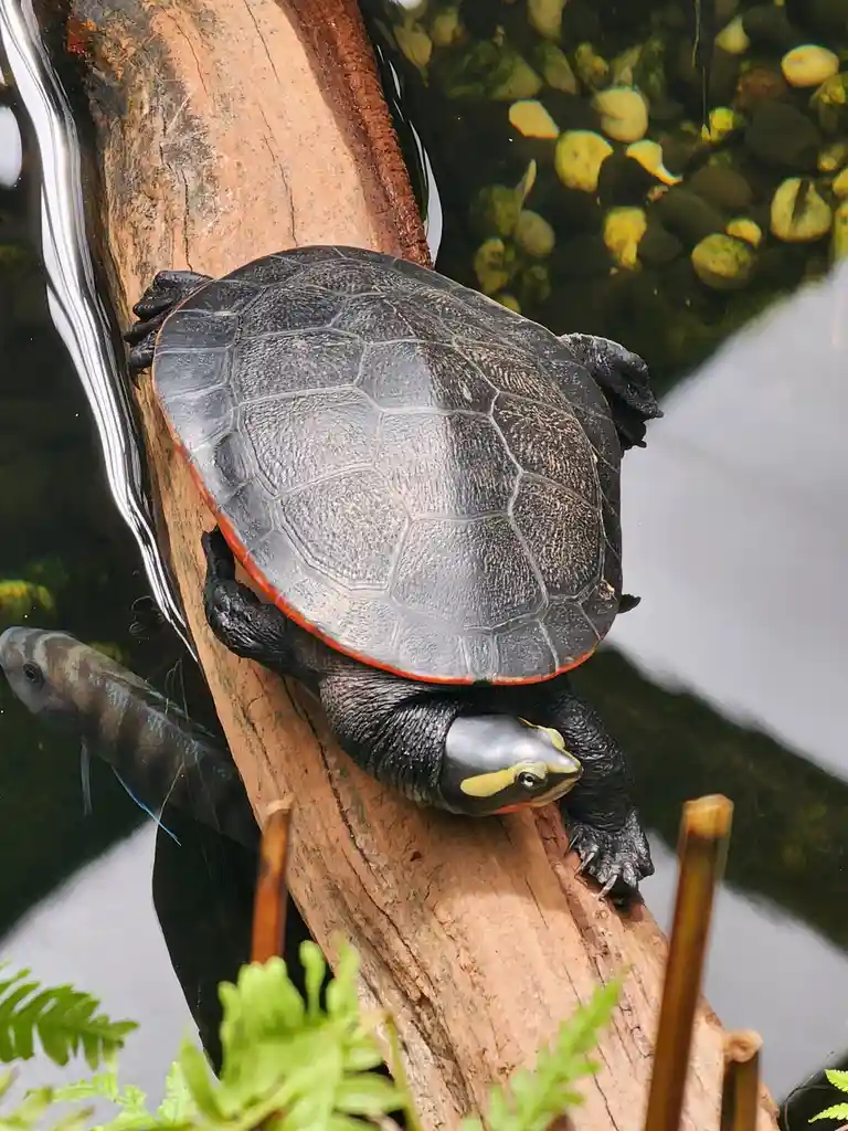 A turtle with a black shell and orange rim is perched on a log partially submerged in water, with a fish visible nearby. The…