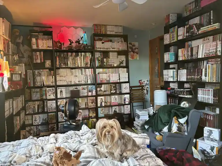 A small, fluffy dog sits on a rumpled bed in a cluttered bedroom filled with towering bookshelves packed with anime manga…