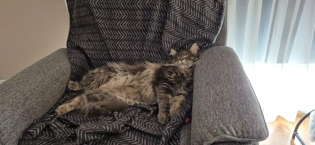 A fluffy, long-haired tabby cat is sprawled out and sleeping soundly on a grey armchair covered with a dark grey and white…