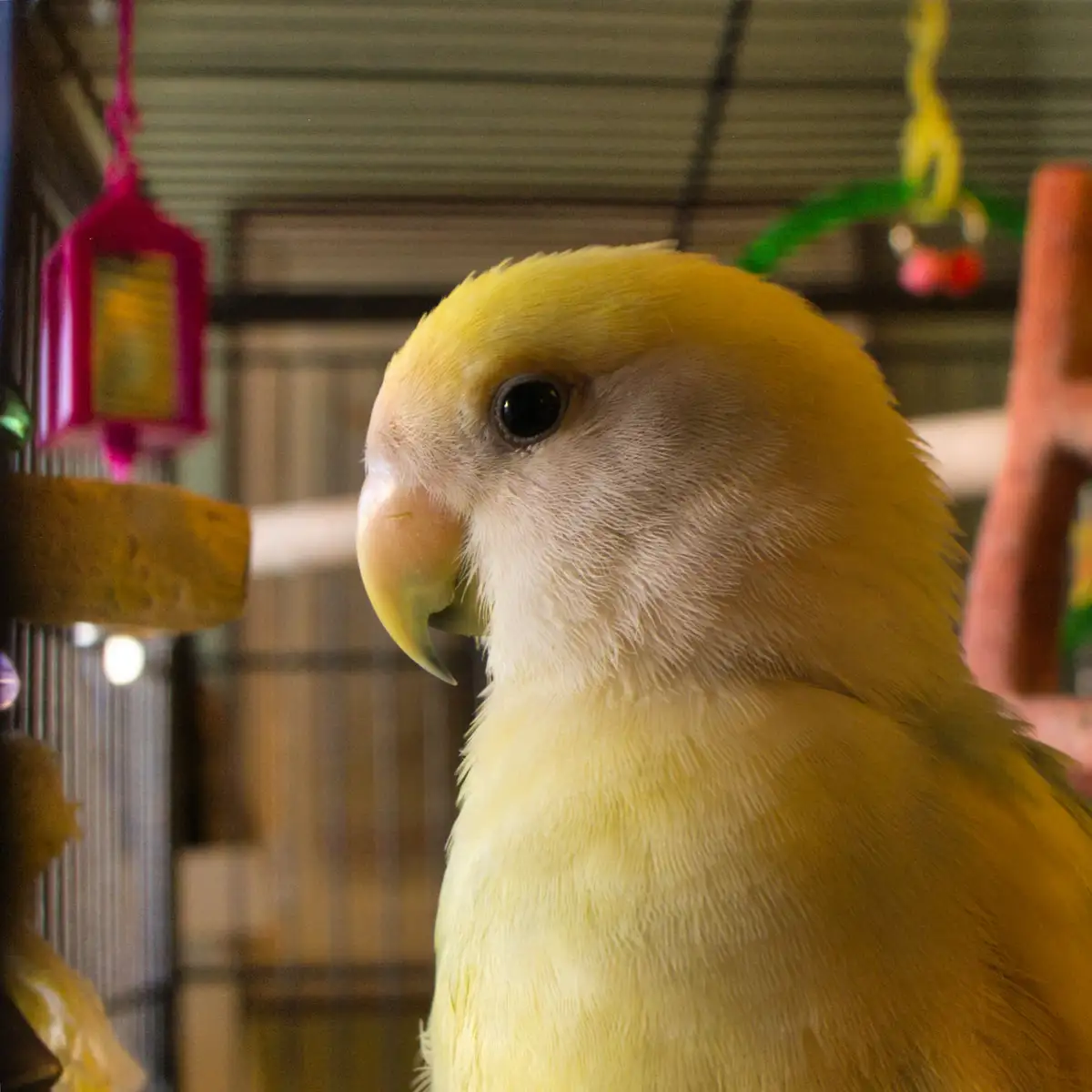 A Natural Light Portrait of BigGuy: Adorable Moments Captured #LUMIX #PetShow #Lovebirds