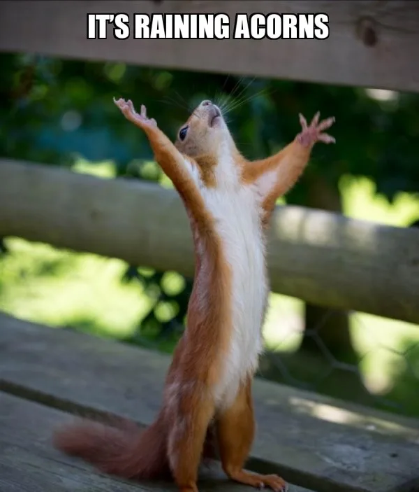 A red squirrel stands upright on a wooden bench with its arms raised in joy, looking upward as if celebrating. The text…