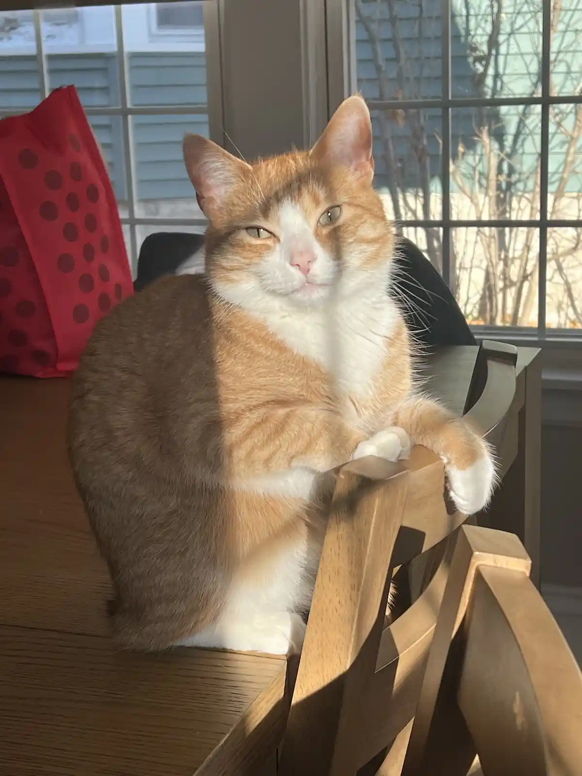 A calico cat sits on a wooden chair, half in sunlight and half in shadow, looking directly at the camera with a smug…