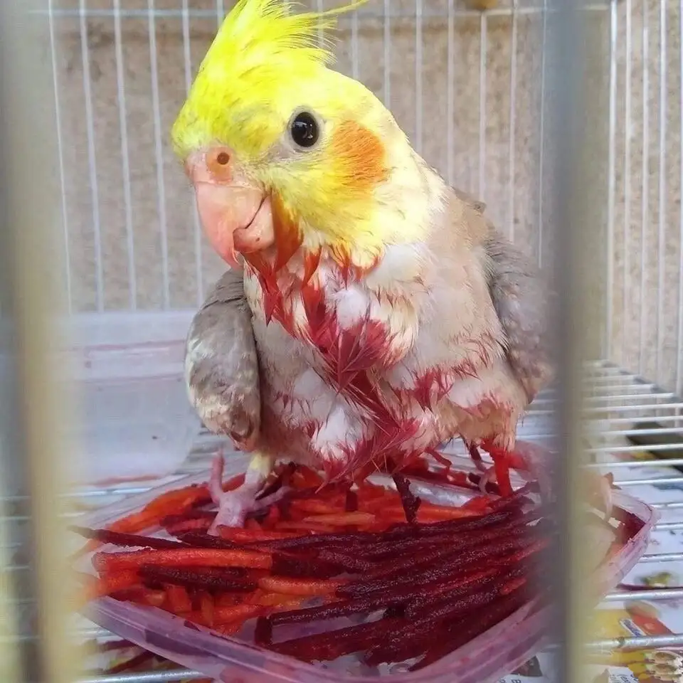 A yellow-headed cockatiel with red-stained feathers and beak stands inside a wire cage, perched on a plastic tray filled…