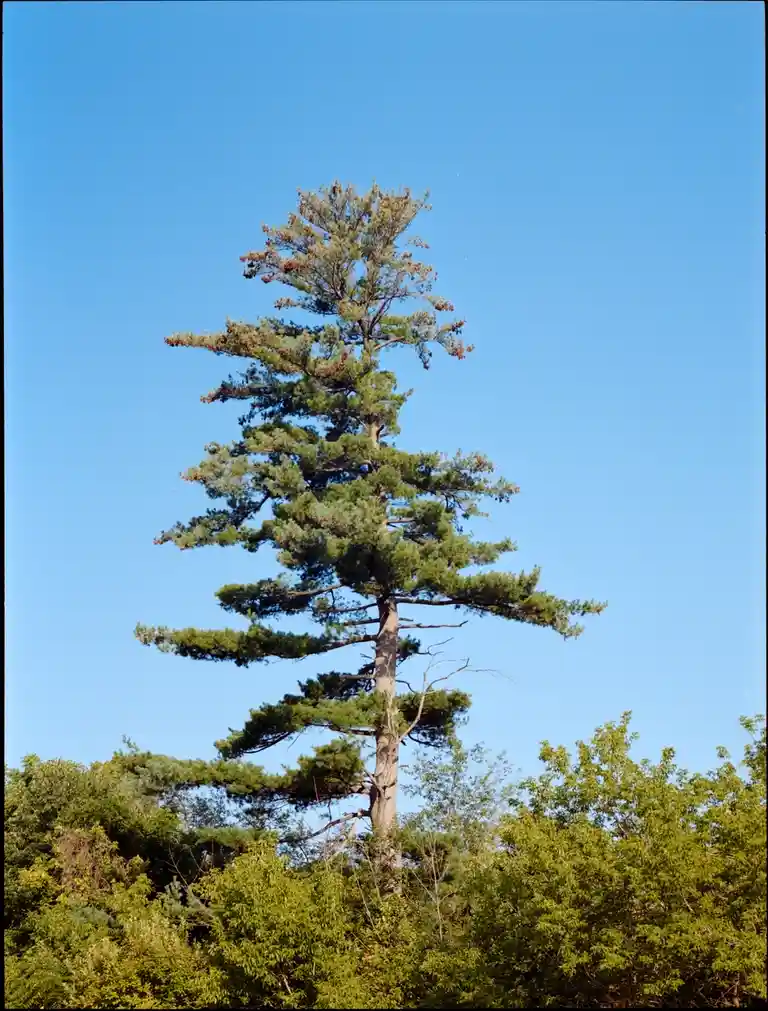A tall pine tree with green needles and some brown, dead branches stands against a clear blue sky, surrounded by other green…