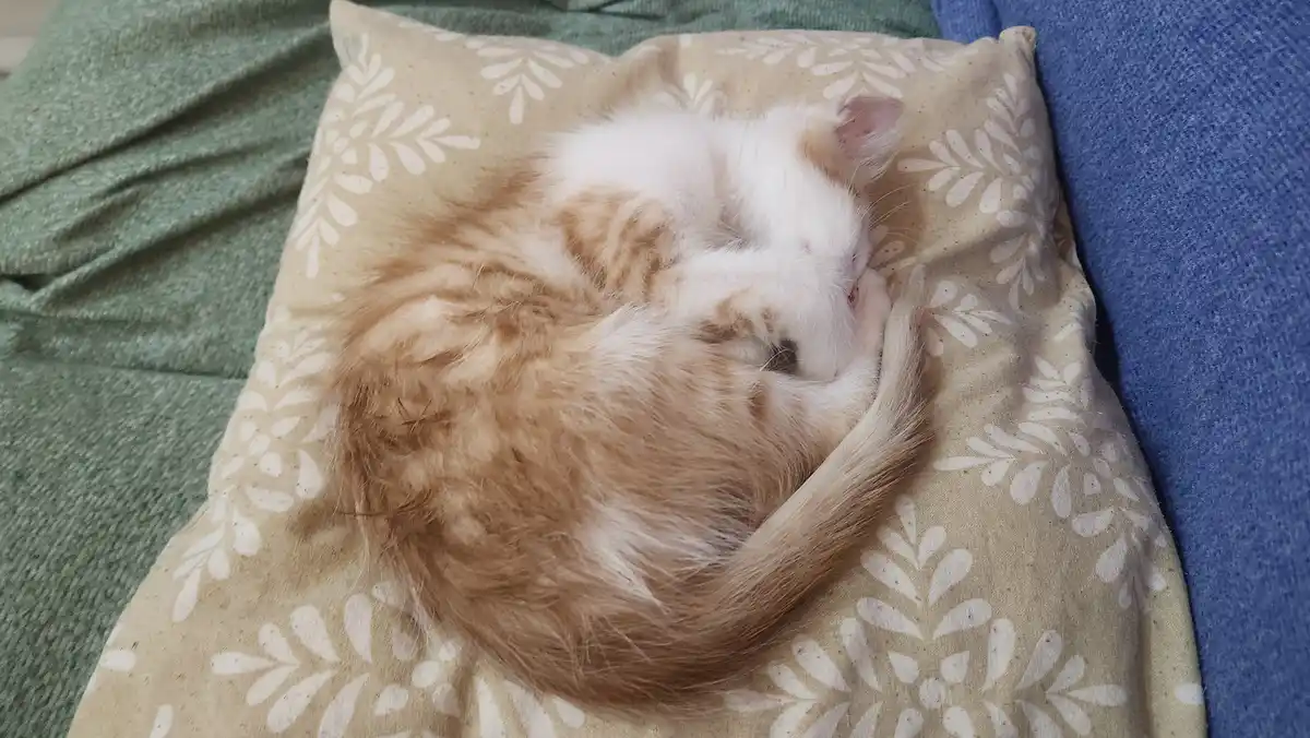 A fluffy orange and white cat is curled up tightly in a ball while sleeping on a beige pillow with white leaf patterns…