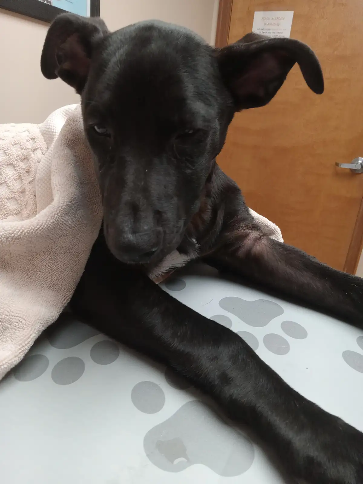 A black puppy with large ears lies on a white examination table with grey paw-print decals, partially covered by a beige…