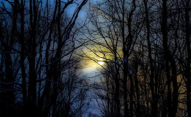 A serene winter forest scene with bare, snow-dusted tree branches silhouetted against a twilight sky, where a bright yellow…