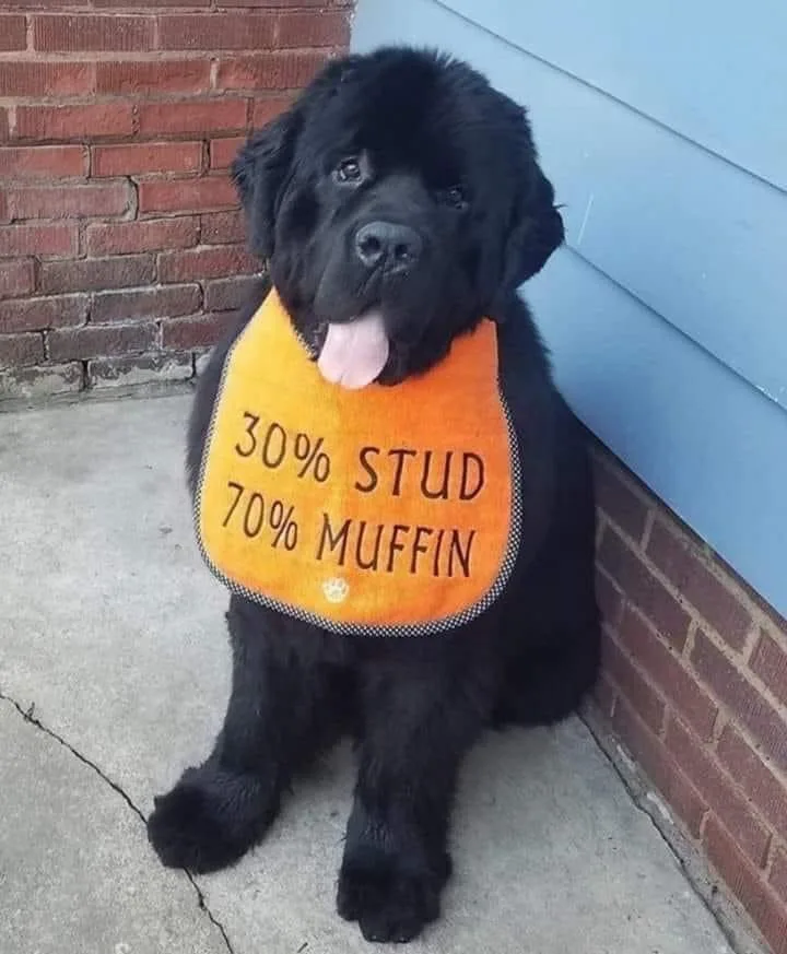 A fluffy black puppy sits on a concrete step between a brick wall and blue siding, wearing an orange bib that reads '30%…