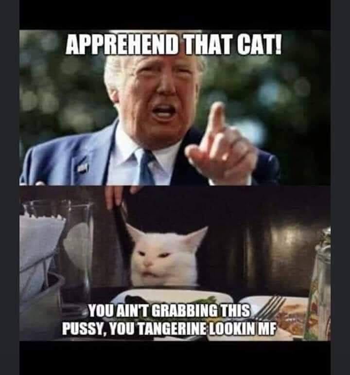 The image is a two-panel meme. The top panel shows Donald Trump pointing angrily with the text 'APPREHEND THAT CAT!'. The…