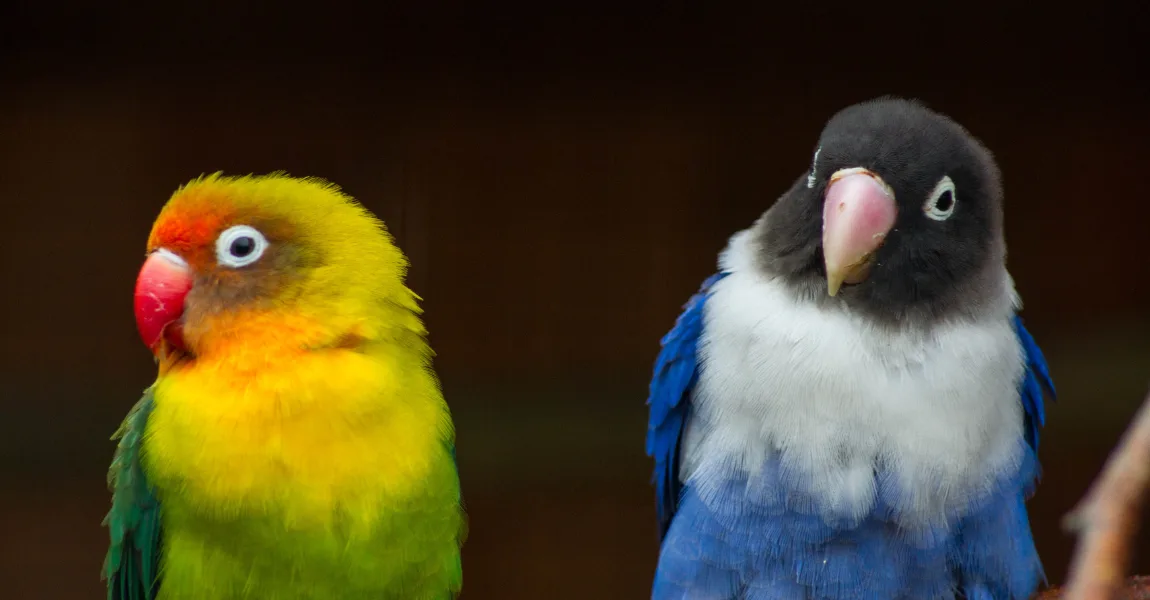 Two lovebirds, one yellow-orange and one blue-and-white, sit side by side. The yellow bird looks away while the blue bird…