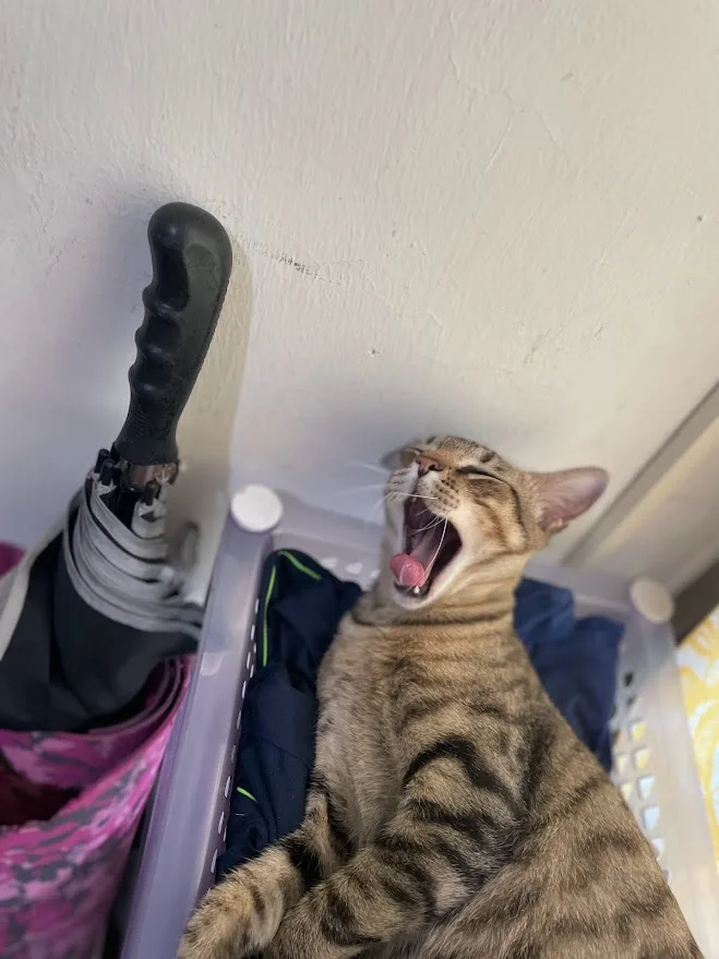 A tabby cat with brown and black stripes is lying on its back in a purple plastic laundry basket, yawning widely with its…