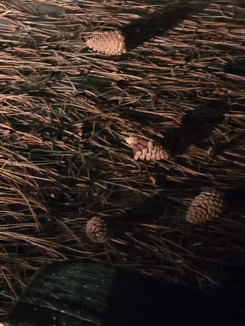 Pinecones illuminated by car headlights on a late night adventure