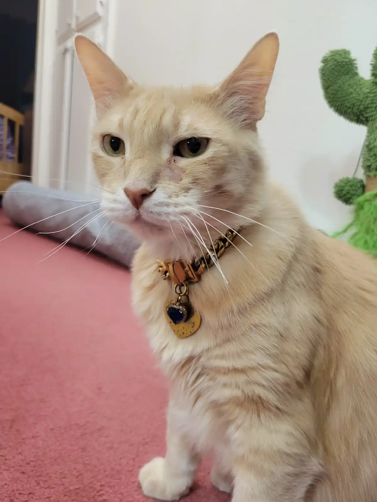 A light orange tabby cat with green eyes sits on a pink carpet, wearing a chunky gold chain collar with a heart-shaped…