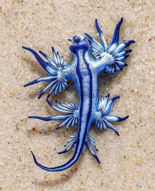 A vivid blue sea slug, likely a Glaucus atlanticus, rests on light-colored sand, its body adorned with intricate, feathery…
