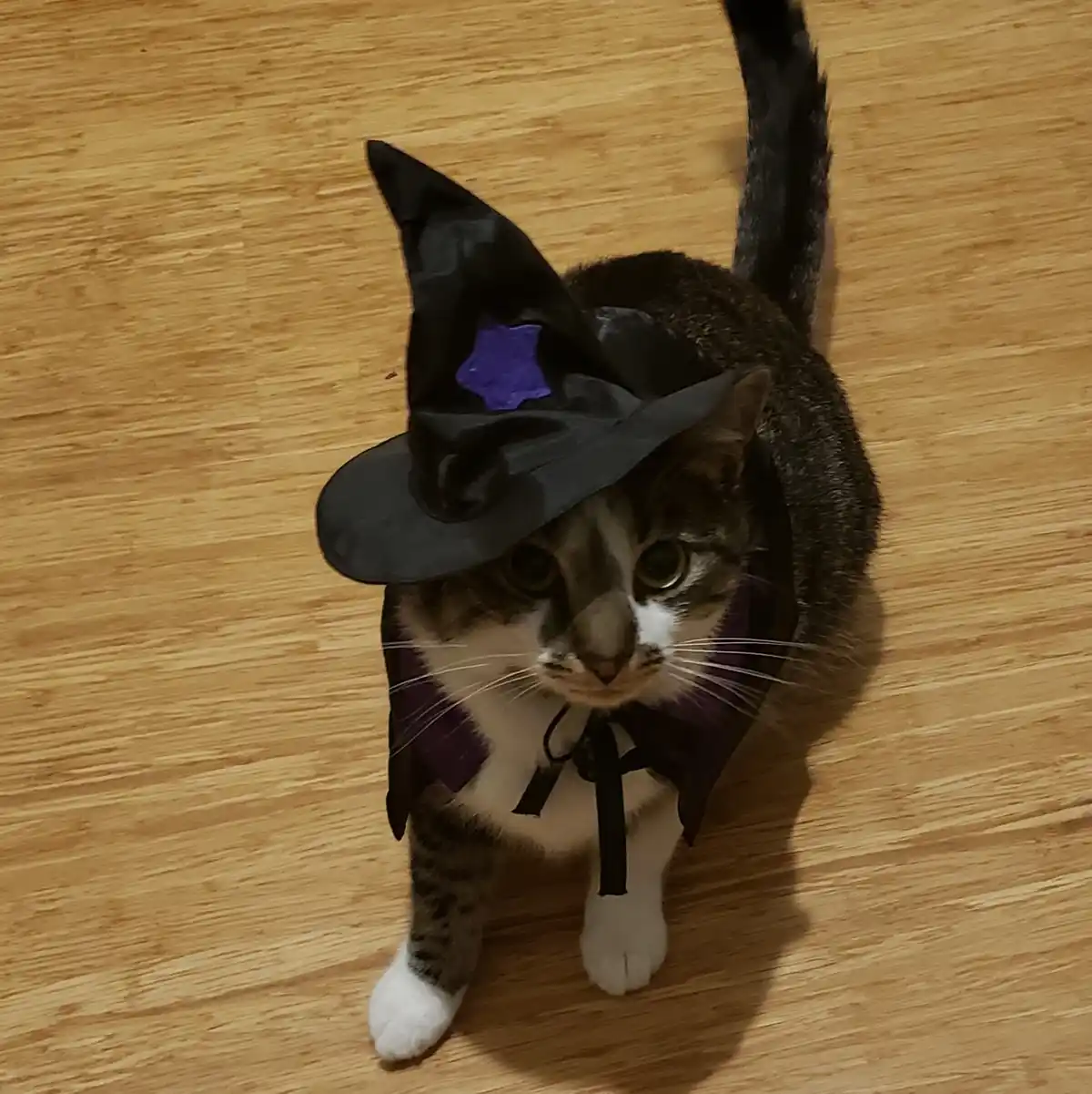 A tabby cat with white paws and chest is wearing a black witch's hat with a purple star and a purple cape with a black bow…