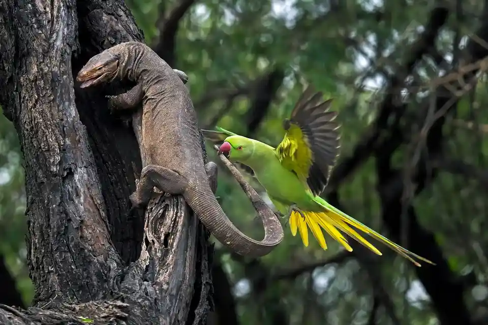 A large brown monitor lizard is climbing a tree trunk while a bright green parrot with yellow tail feathers flies toward it…