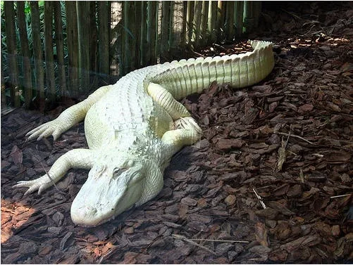 A pale, albino alligator lies motionless on a bed of brown wood chips, surrounded by green bamboo fencing. The image is…