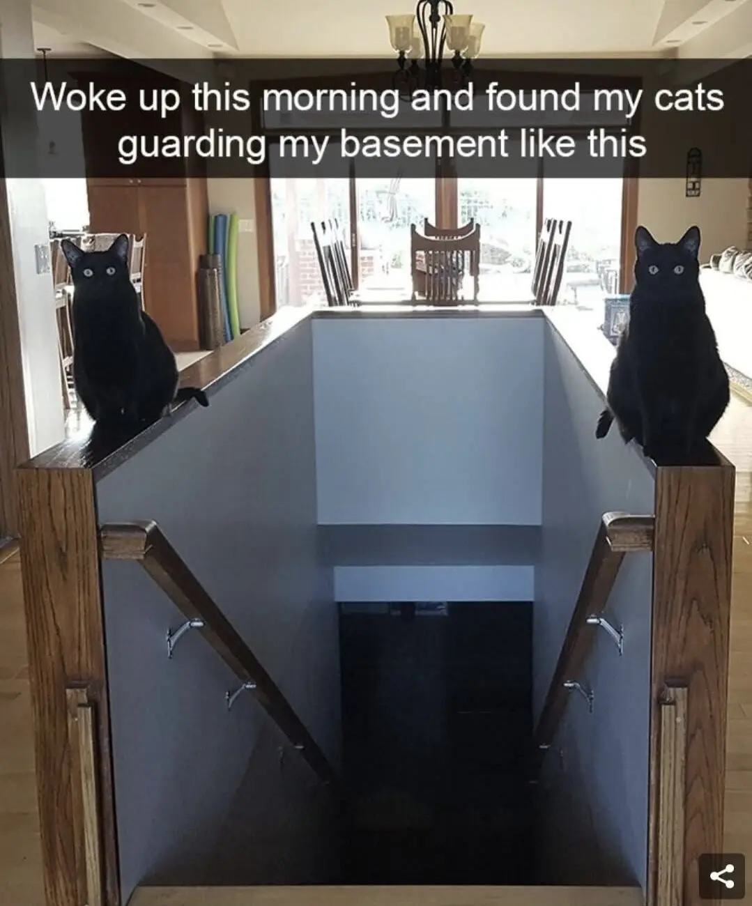 Two black cats sit alertly on opposite ends of a wooden staircase railing leading down into a dark basement. The overlaid…