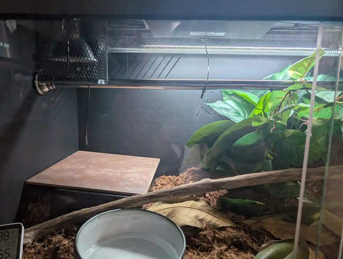 A photo of an empty reptile terrarium with a water bowl, wood branch, green plants, and a temperature gauge showing 38.5°F…