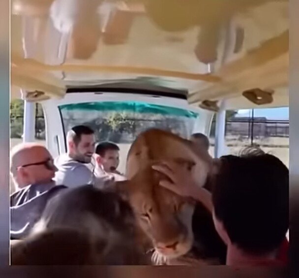 A person is petting a large lioness inside a safari vehicle, while other passengers look on. The lioness appears calm and is…