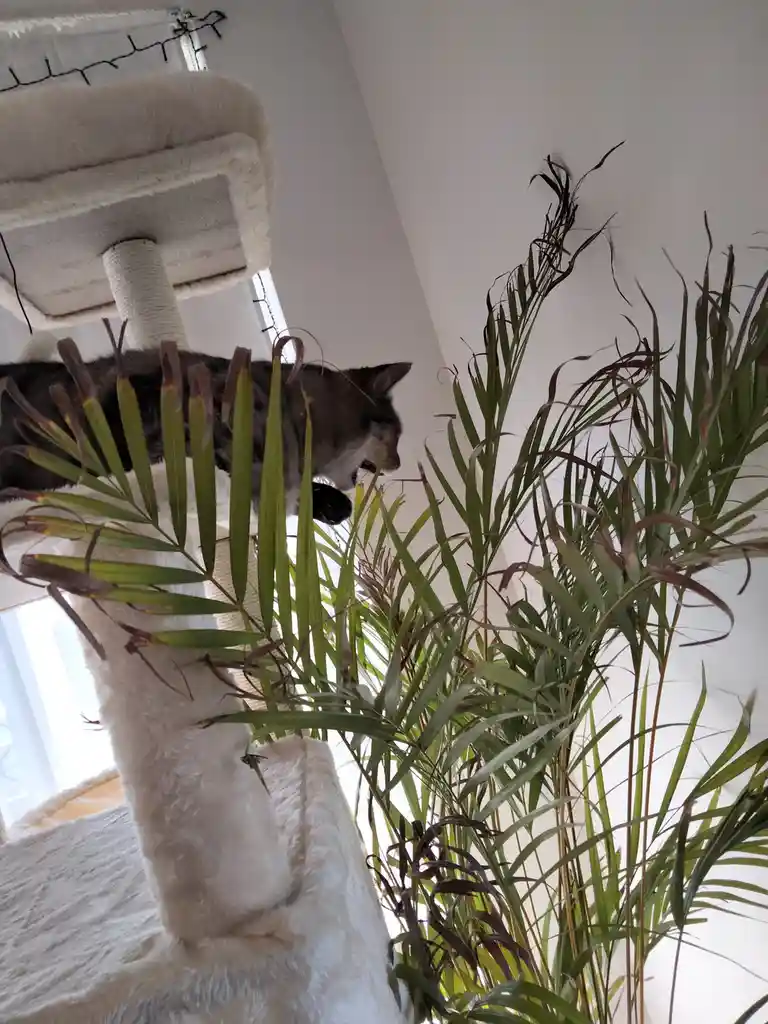 A gray tabby cat is perched on a white, fluffy cat tree, partially obscured by the fronds of a large green plant with some…