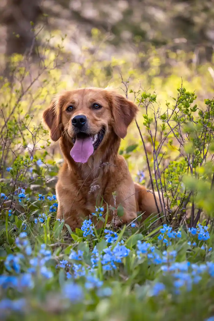 A golden retriever dog is sitting happily in a field of blue flowers and green foliage, looking directly at the camera with…